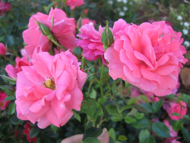 Rosa hybrid 'Electric Blanket'